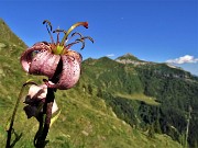 Bocchetta di Budria-Monte Azzaredo ad anello fiorito-10lu22 - FOTOGALLERY